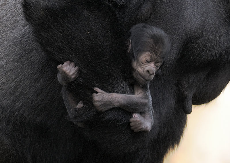 Baby gorilla