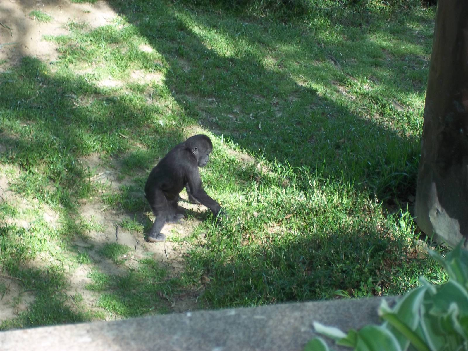 Baby Gorilla