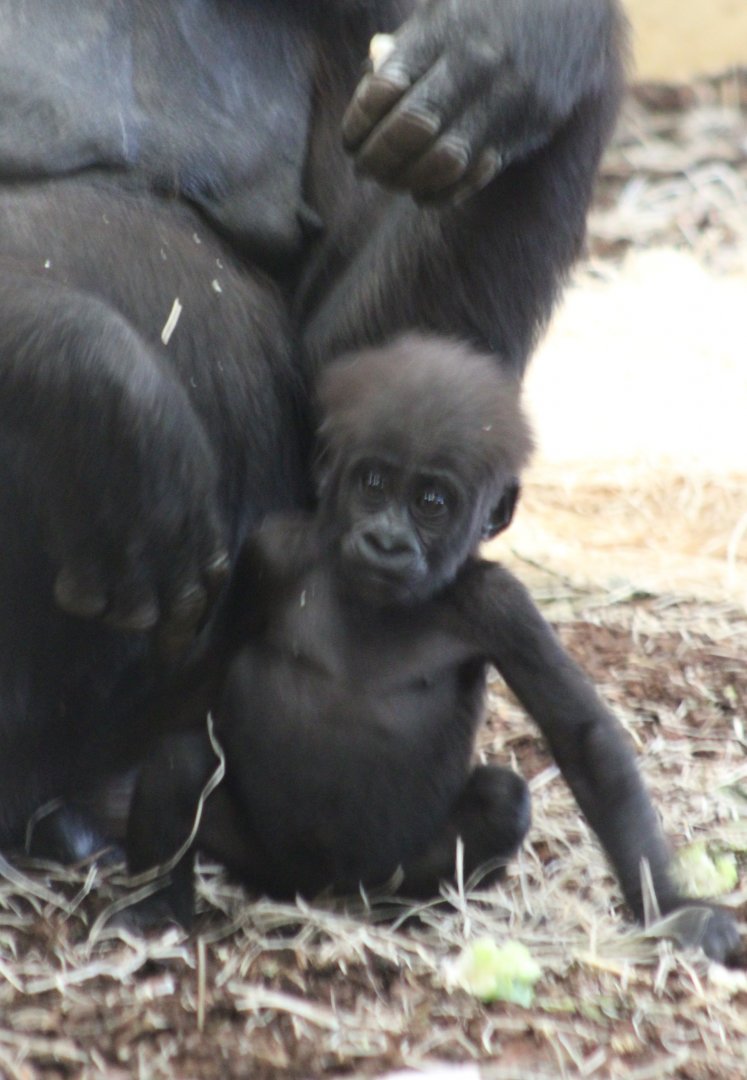 Baby Gorilla