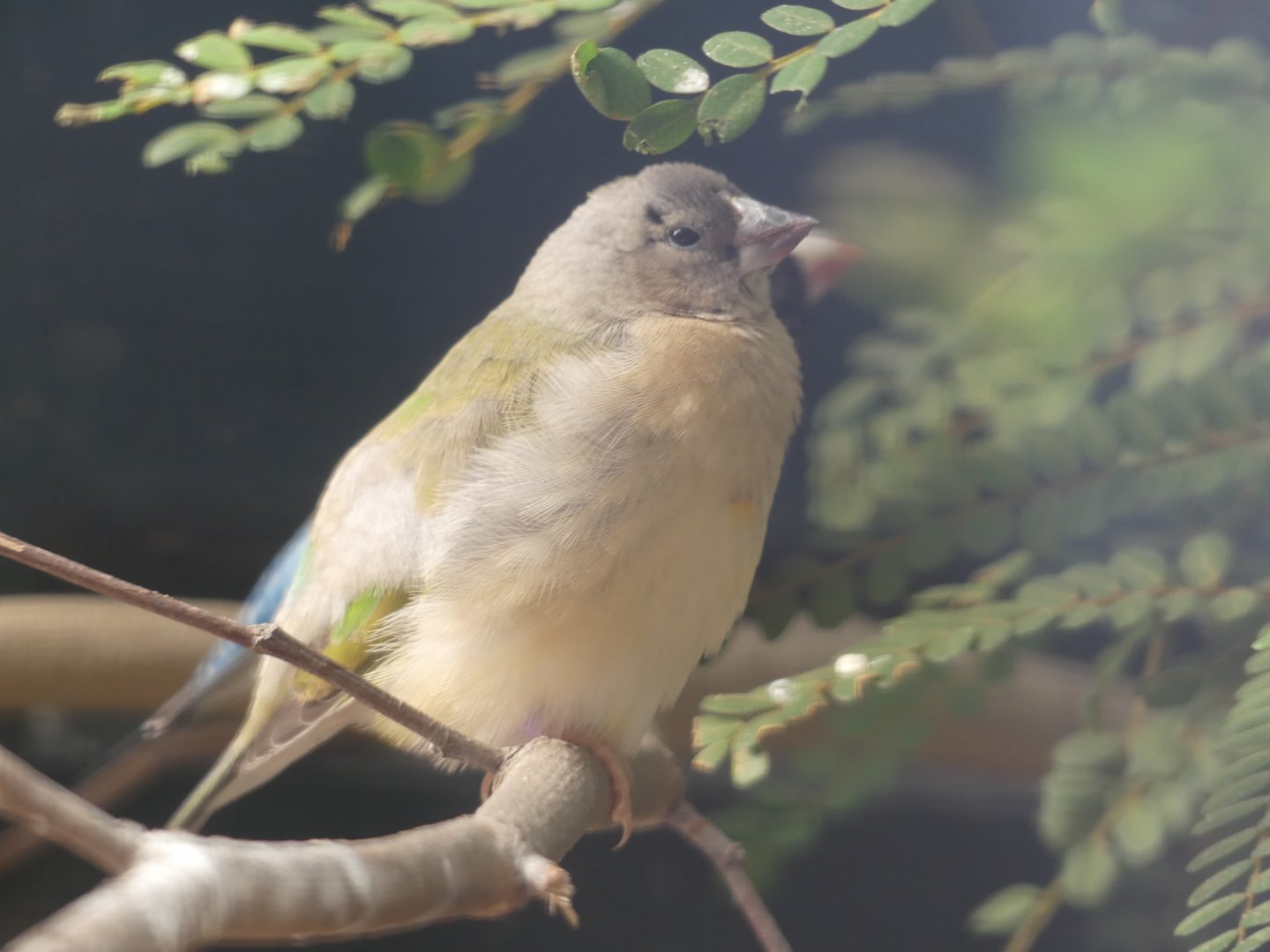 Baby Gouldian Finch?? - Paradise Park, Hayle