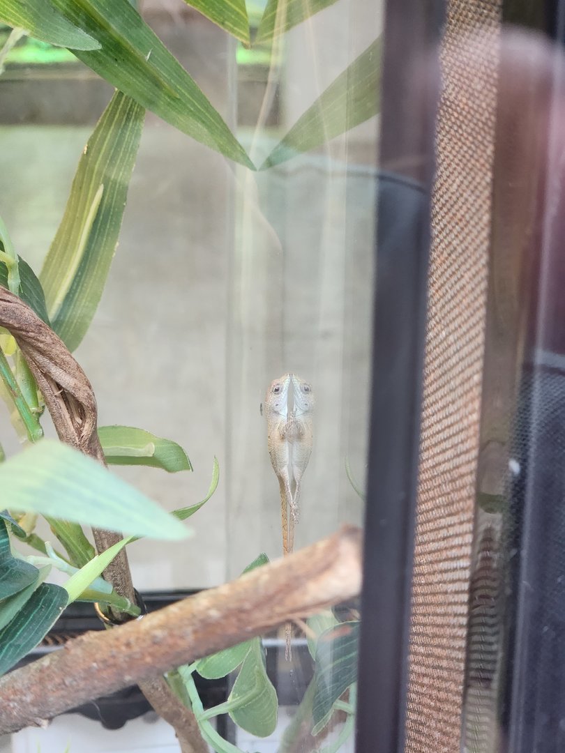 Baby Grahm's anole