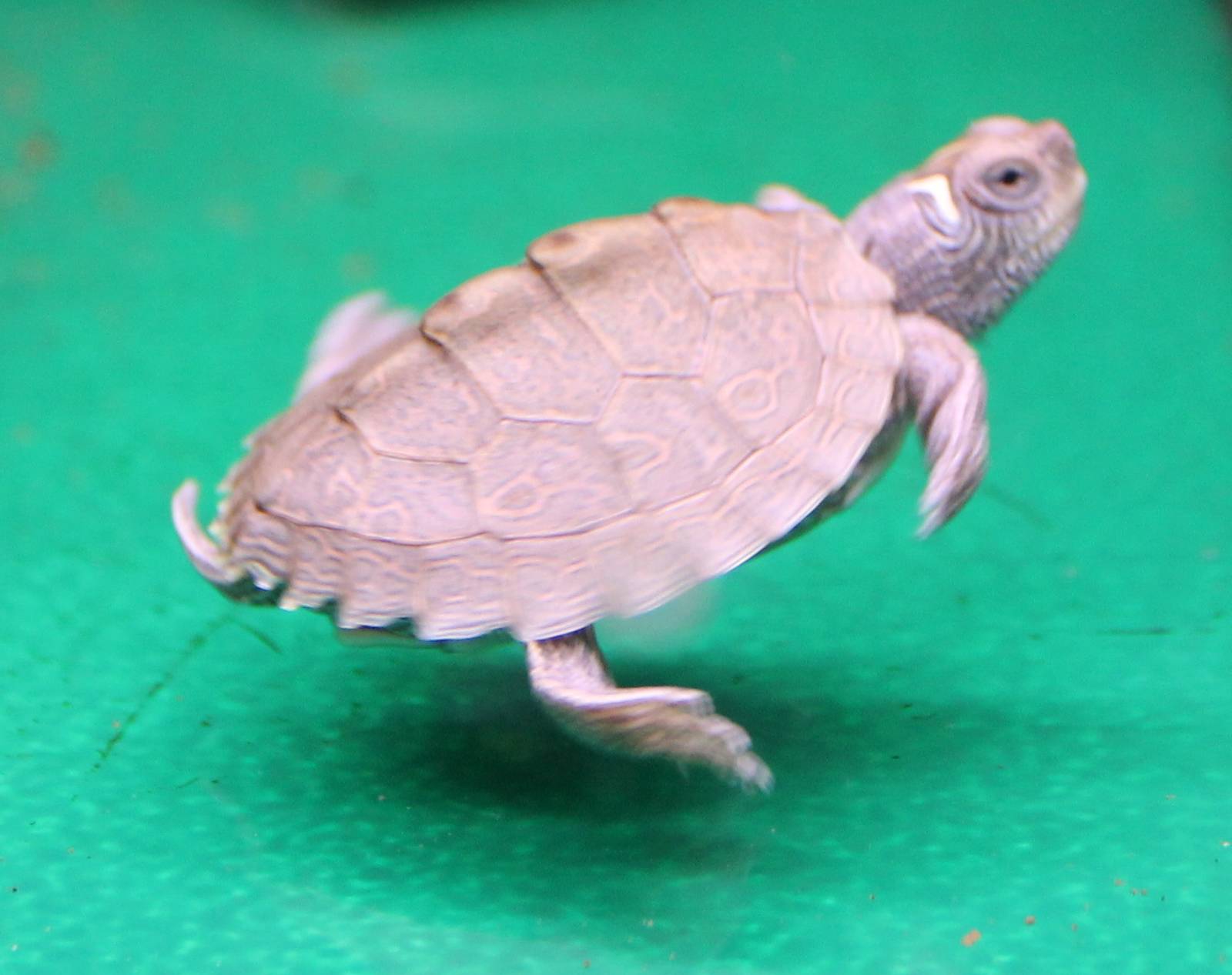 Baby Graptemys pseudographica