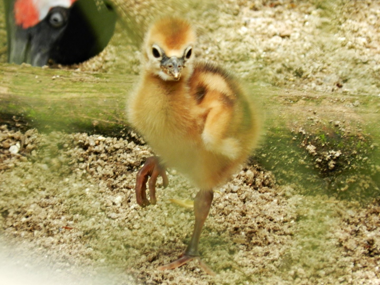 Baby gray crowned crane - Zoo São Paulo