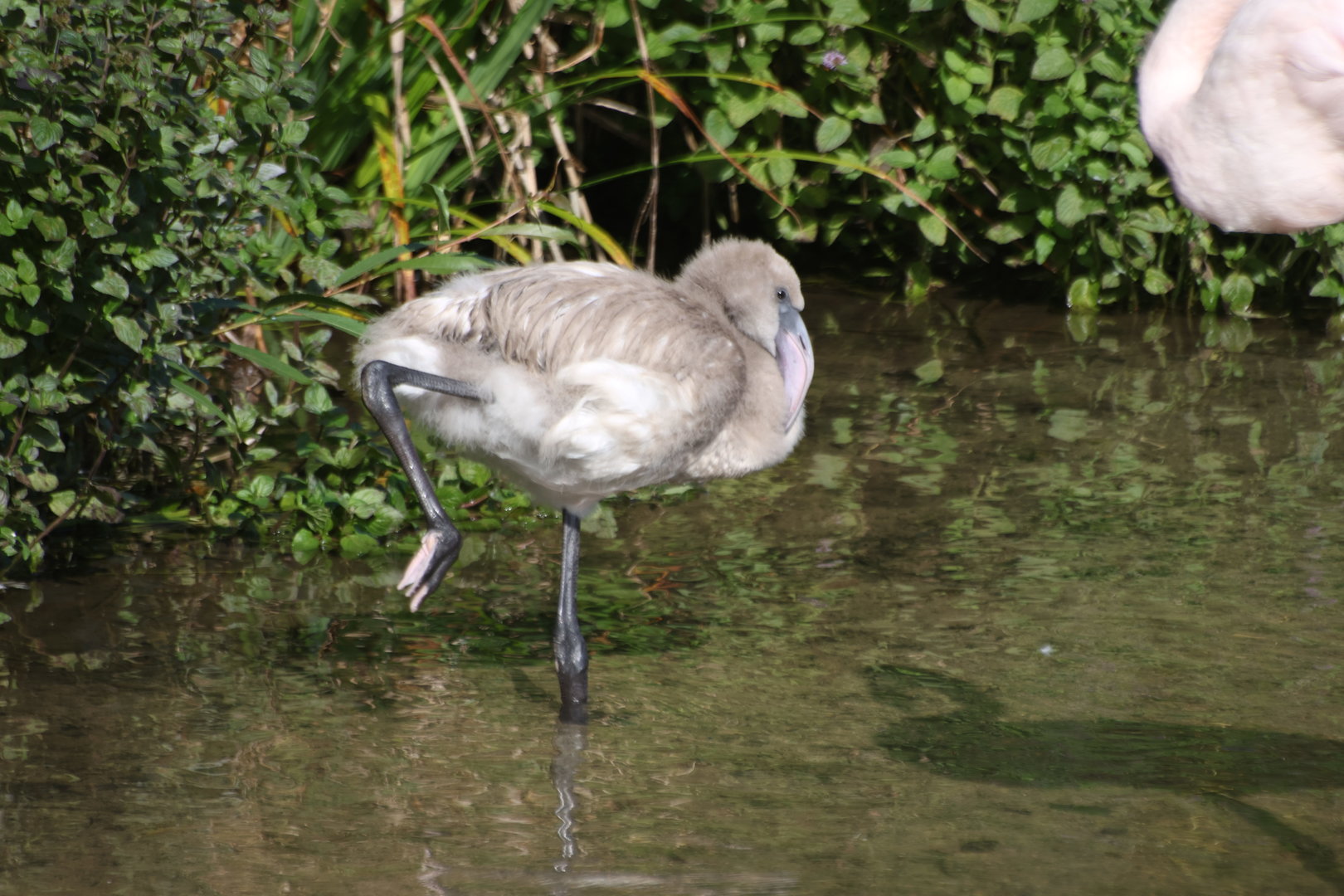 Baby Greater Flamingo