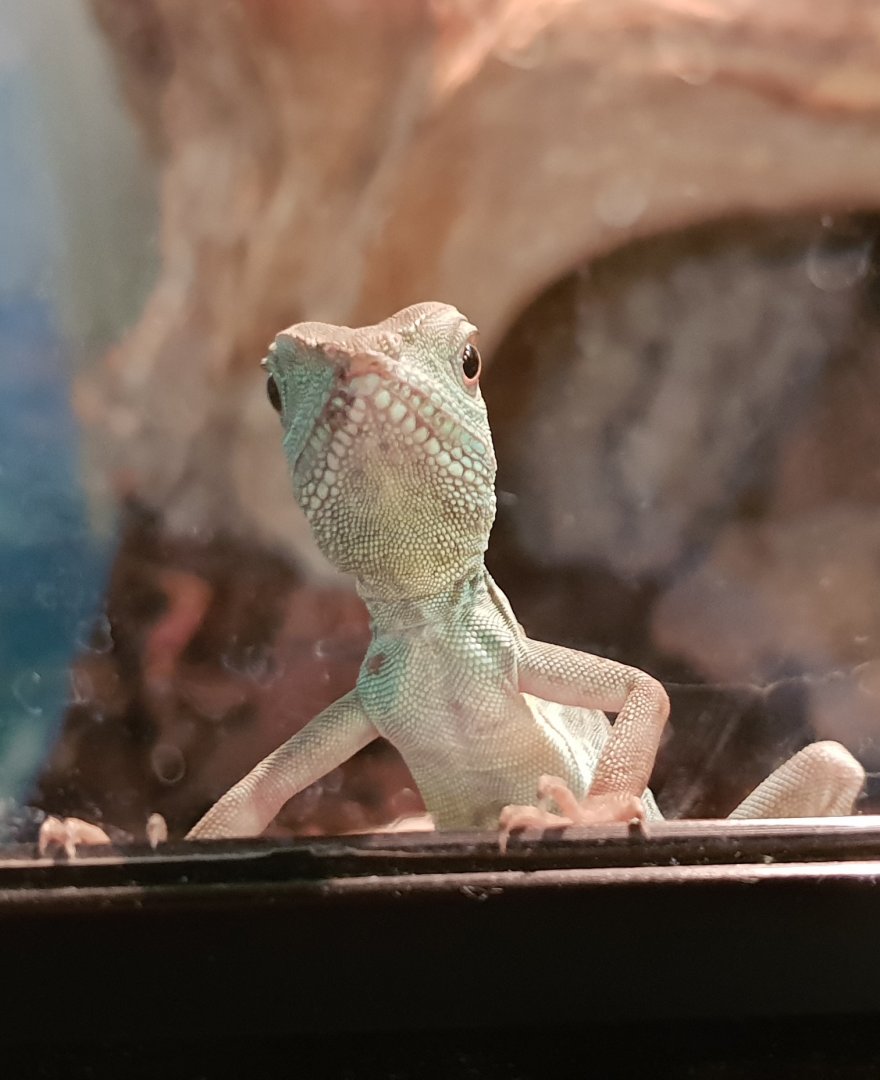 Baby Green water dragon