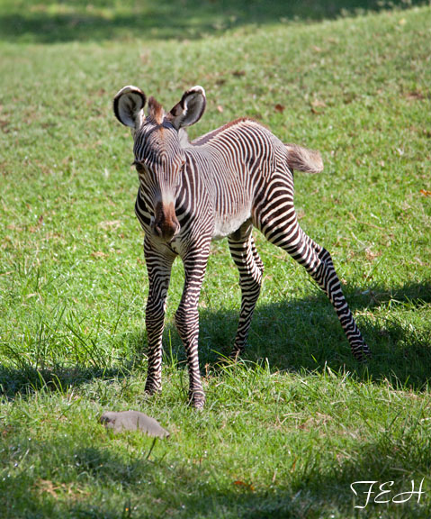baby grevy zebra