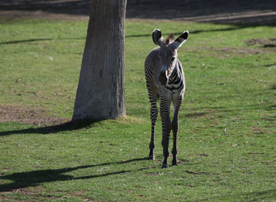 baby grevy zebra