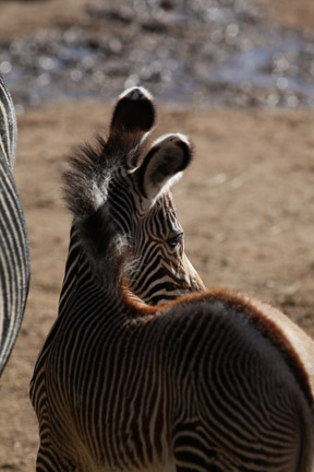 baby grevy zebra