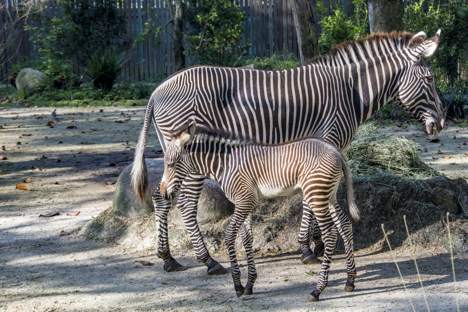 Baby Grévy's zebra (Equus grevyi)