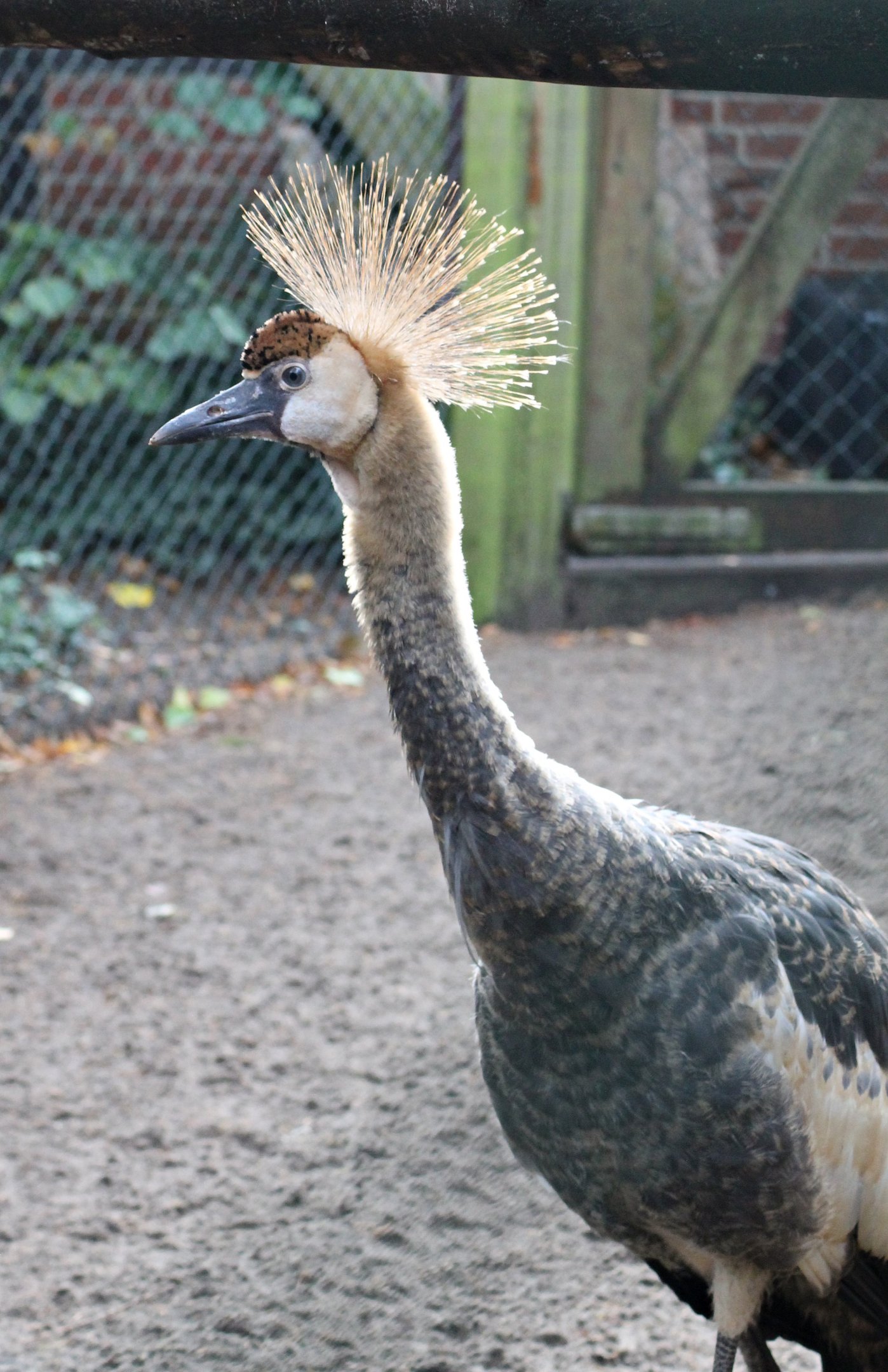 Baby Grey crowned crane (Backstage)