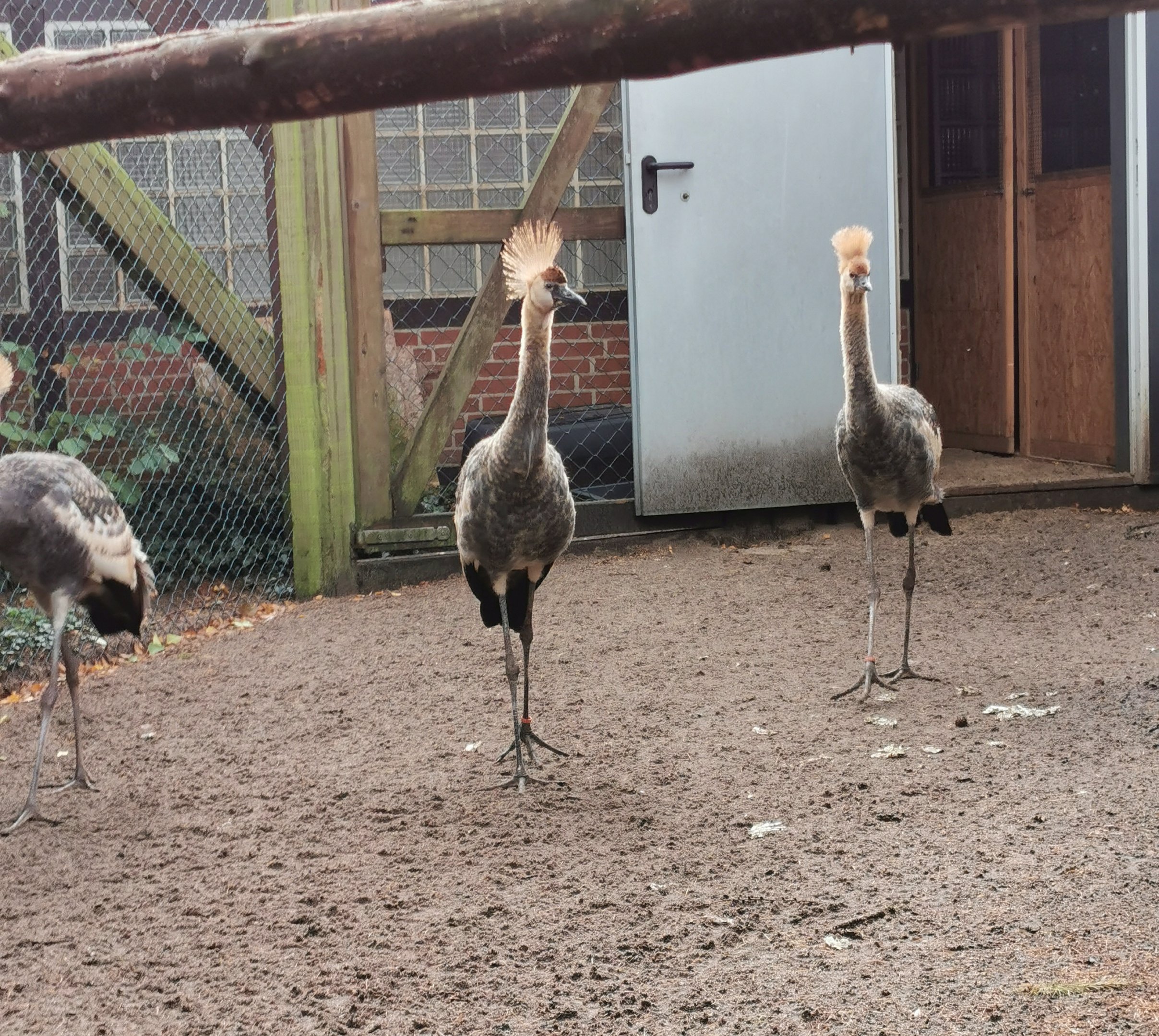 Baby Grey crowned cranes (Backstage)