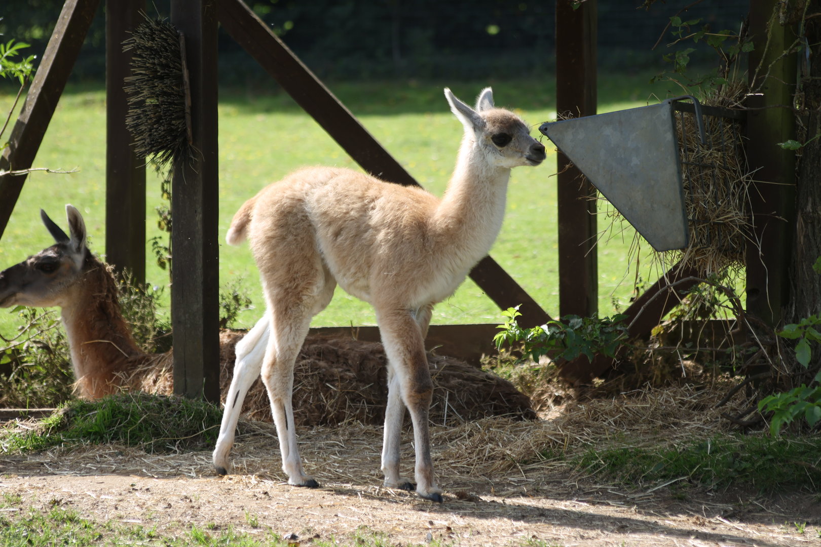 Baby Guanaco