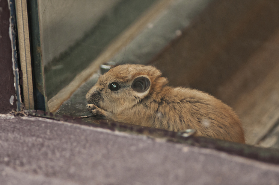 Baby gundi at Münster