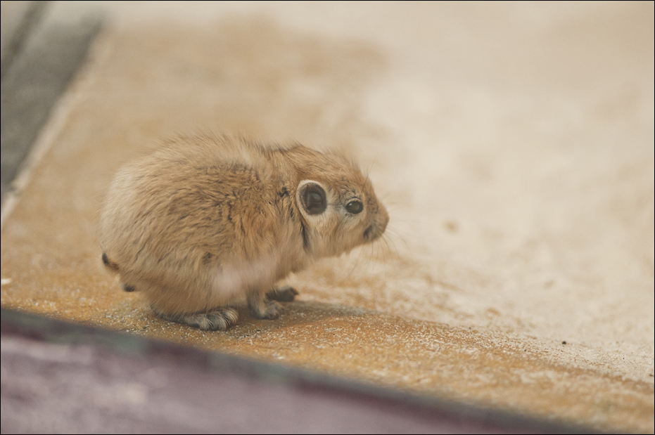 Baby gundi at Münster
