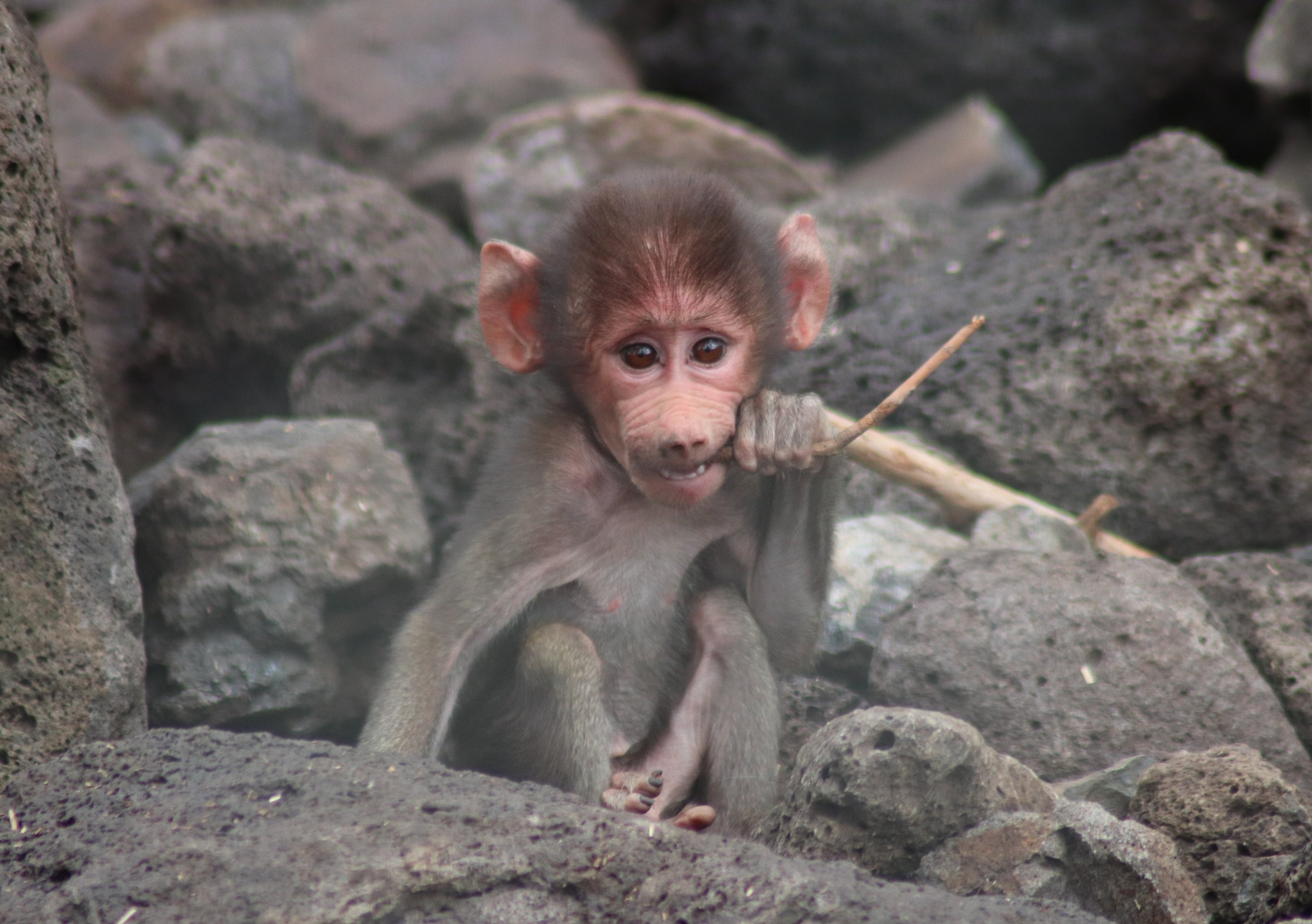 Baby Hamadryas Baboon (Papio hamadryas)