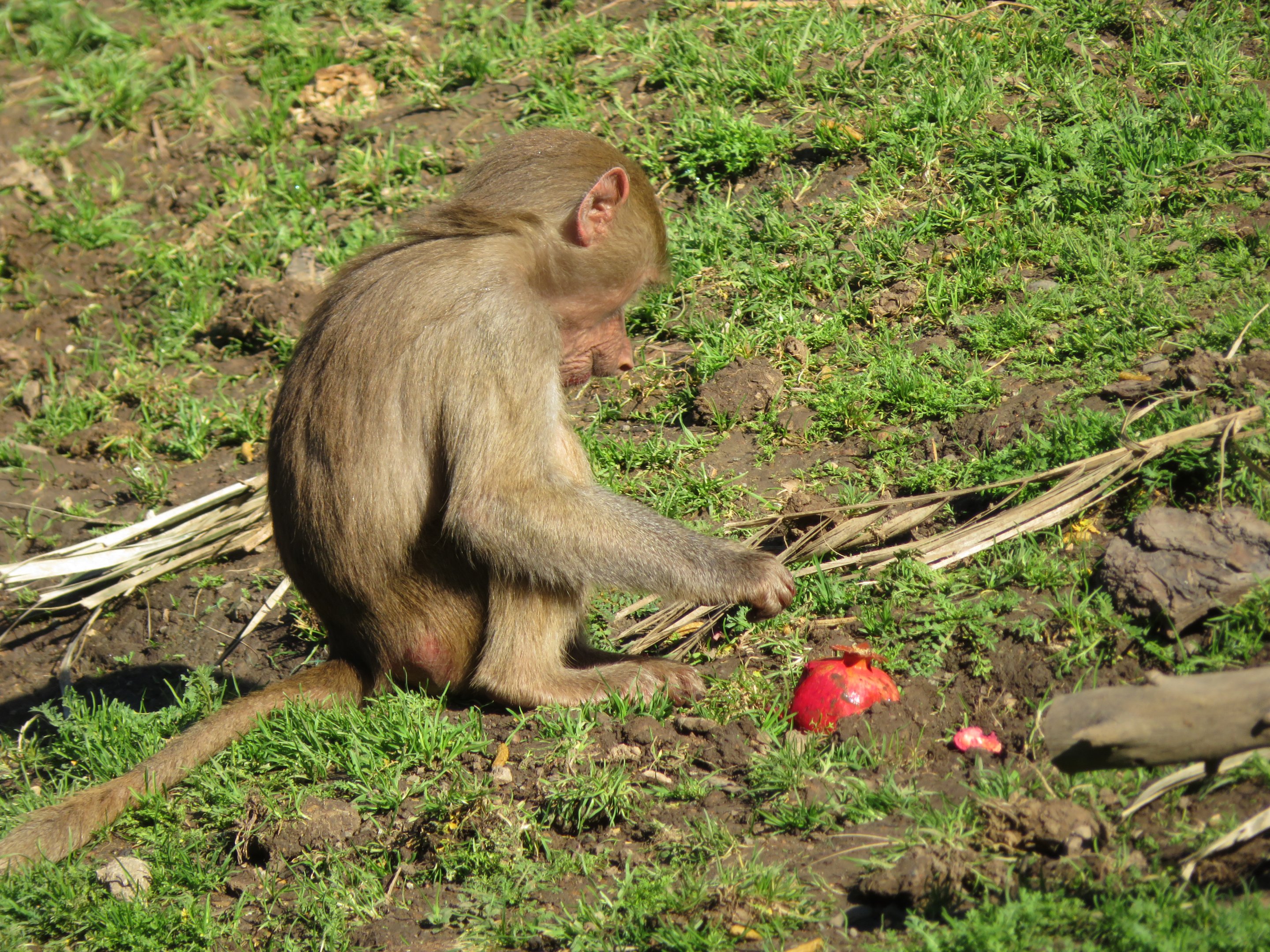 Baby Hamadryas Baboon