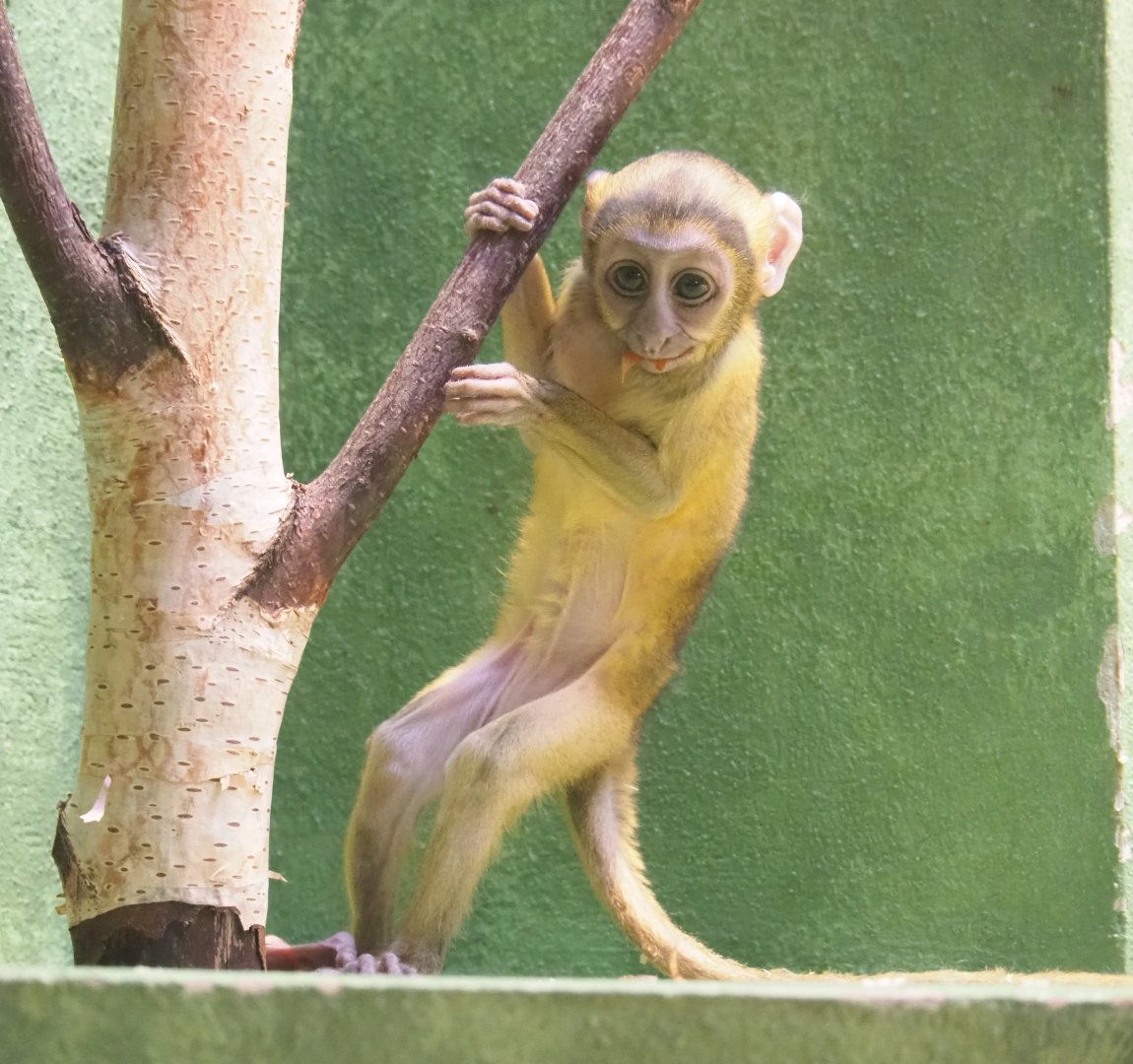 Baby Hamlyn's monkey (Cercopithecus hamlyni), 2022-03-16
