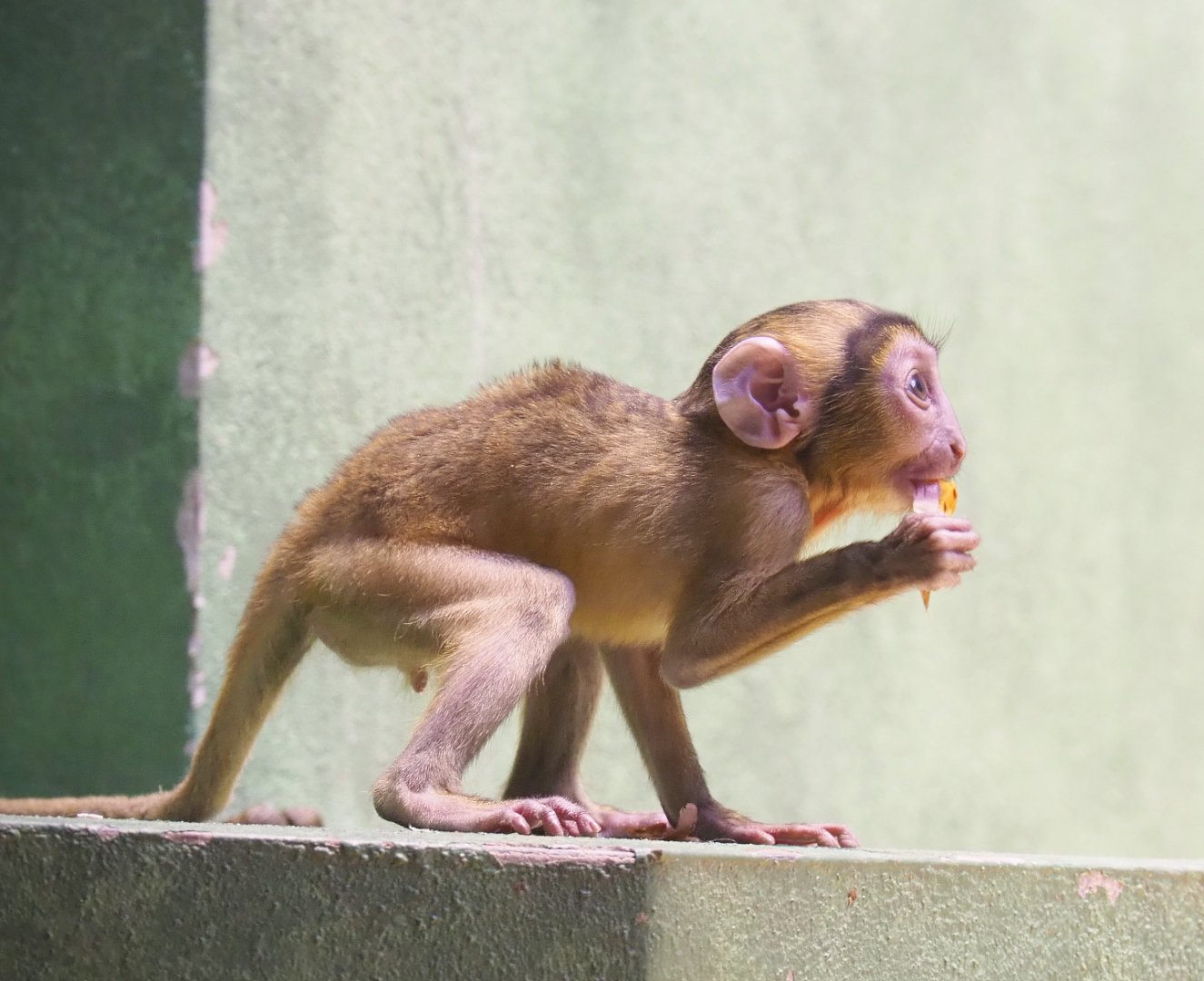 Baby Hamlyn's monkey (Cercopithecus hamlyni), 2022-03-16