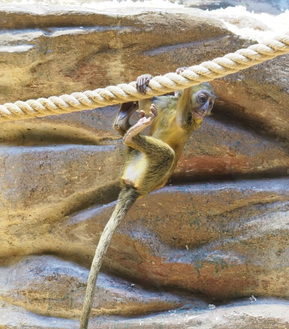 Baby Hamlyn's monkey (Cercopithecus hamlyni), 2022-05-26