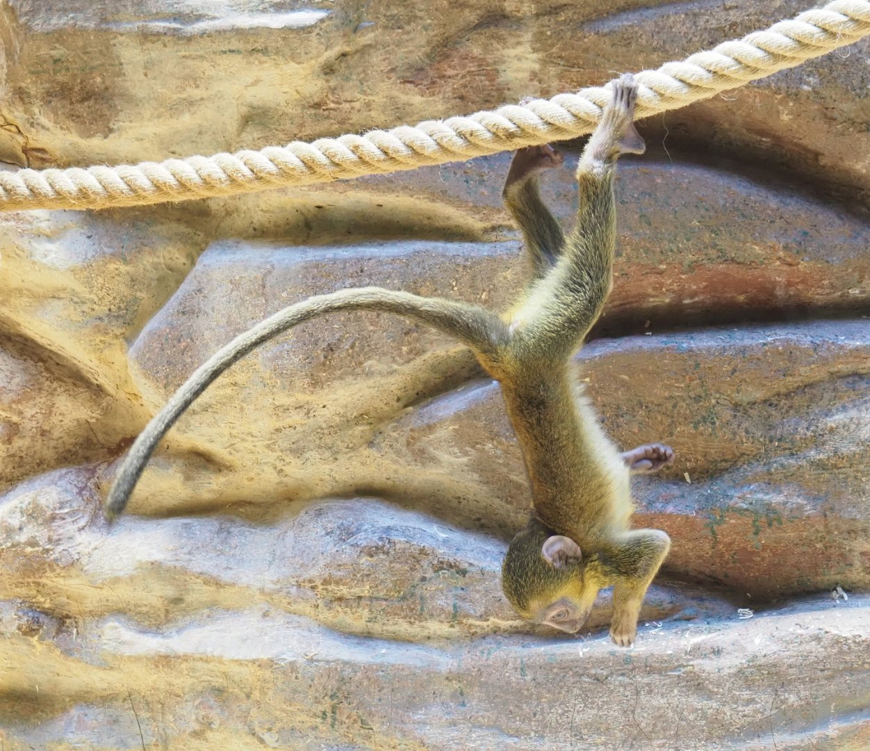 Baby Hamlyn's monkey (Cercopithecus hamlyni), 2022-05-26