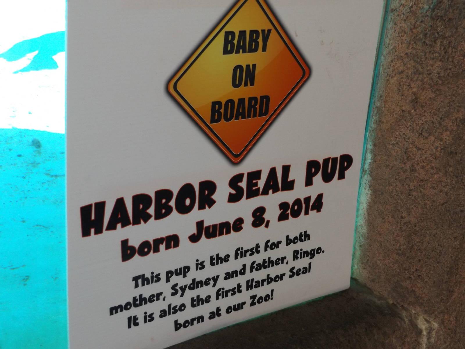 Baby Harbor Seal Sign