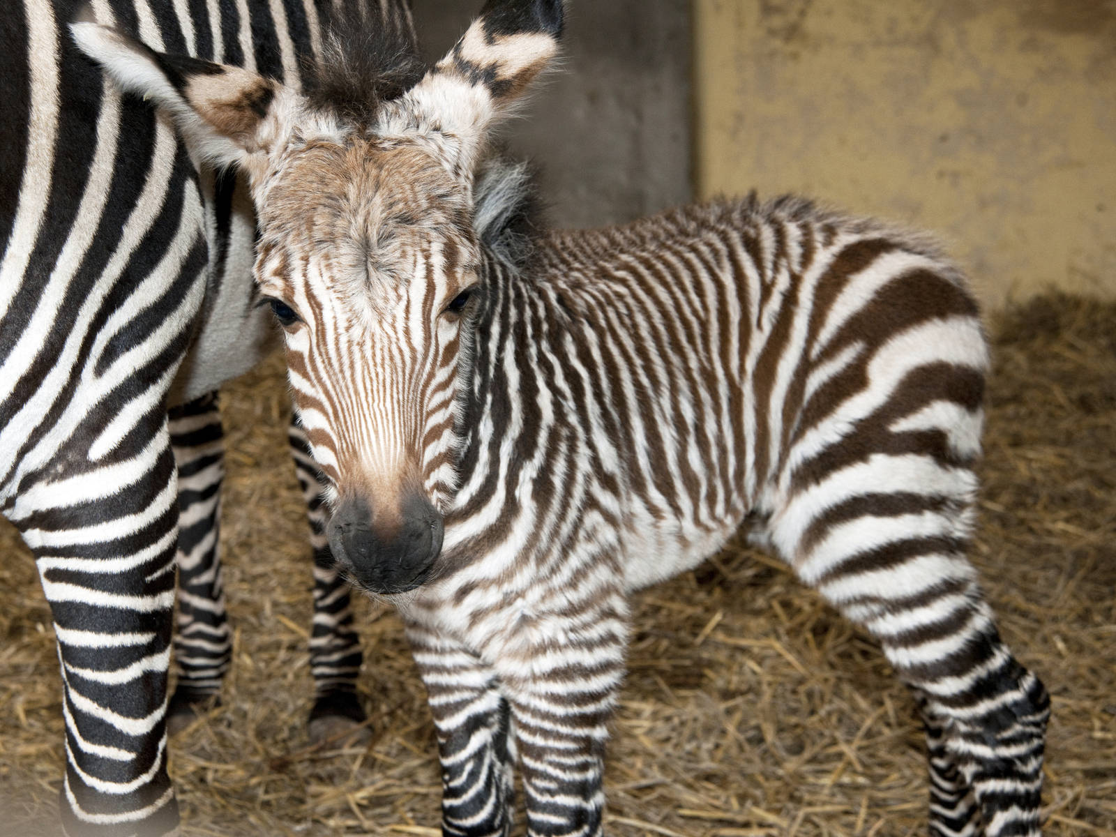 Baby Hartmann,s zebra
