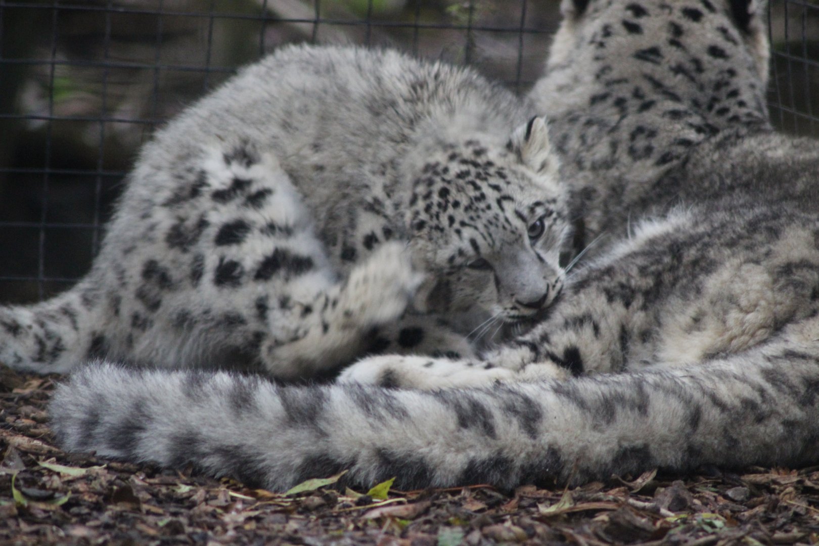 Baby has itchy ear !