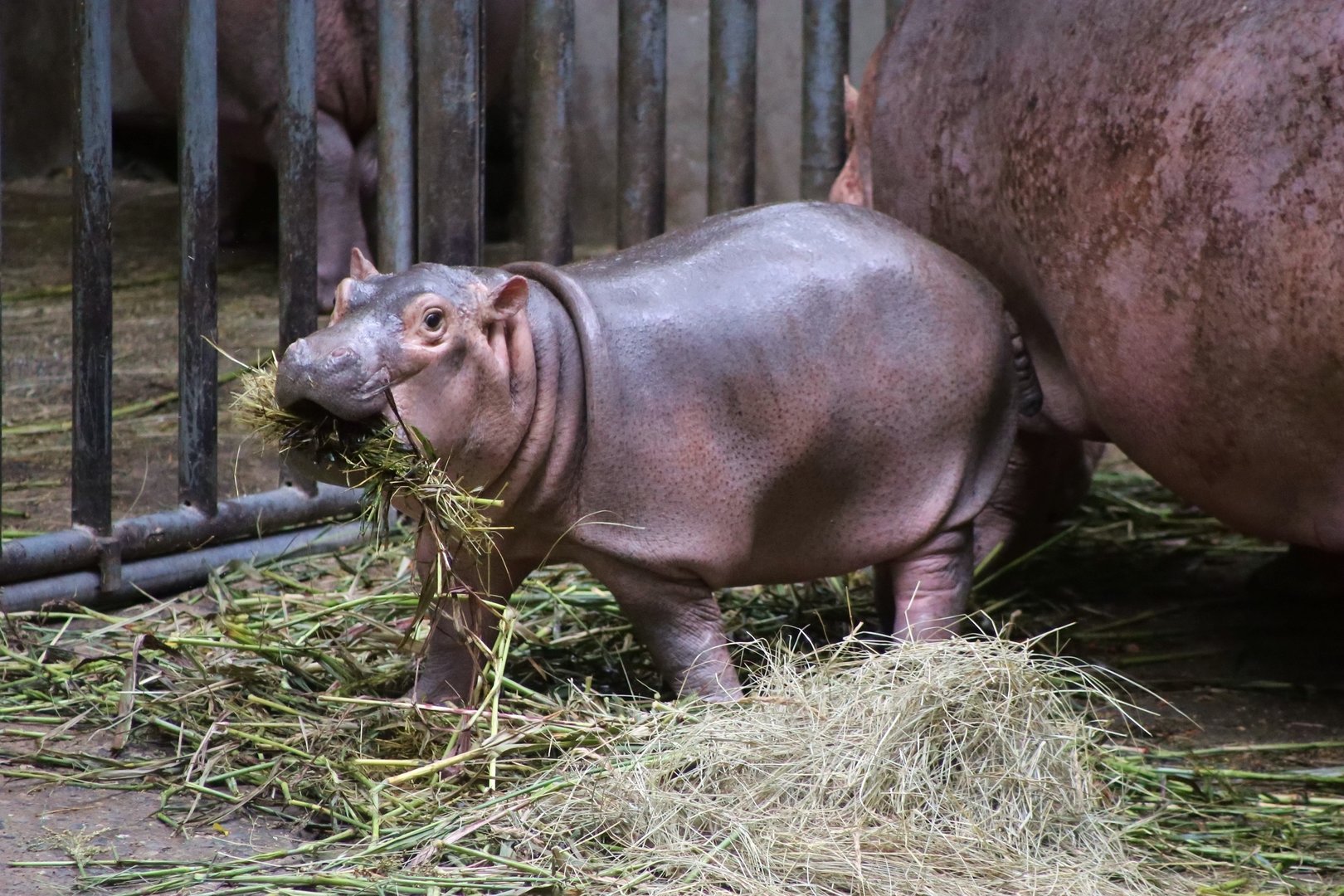 Baby Hippo, 3-month-old