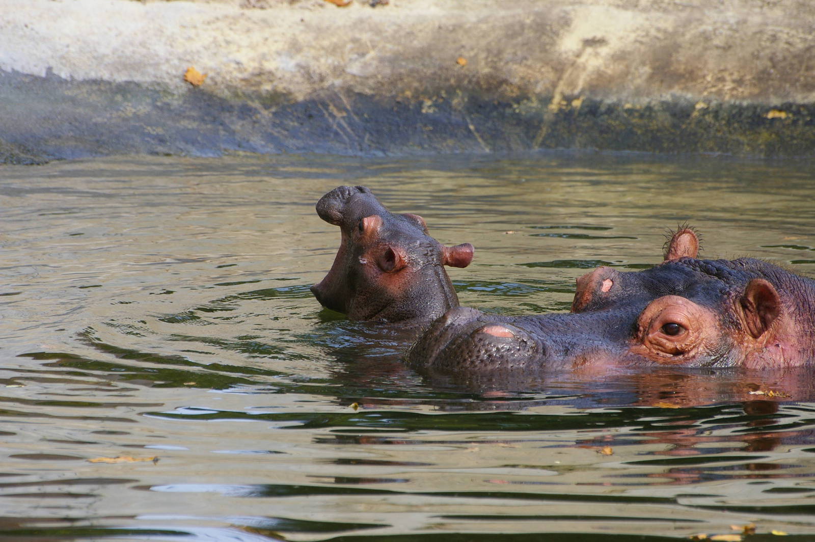 Baby hippo at Emmen Zoo
