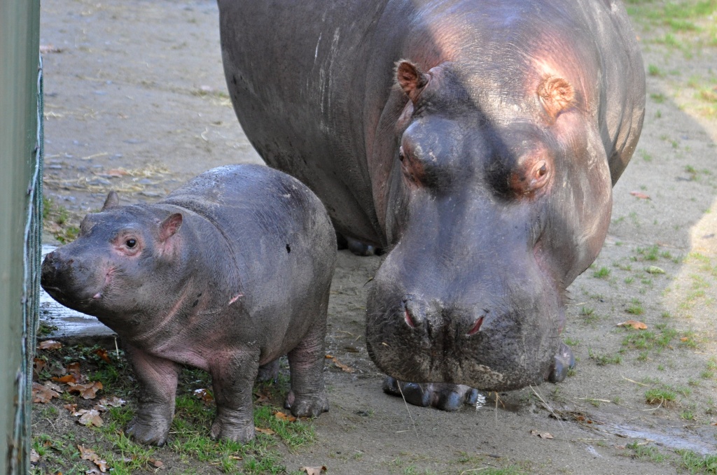 Baby Hippo in Dublin Zoo