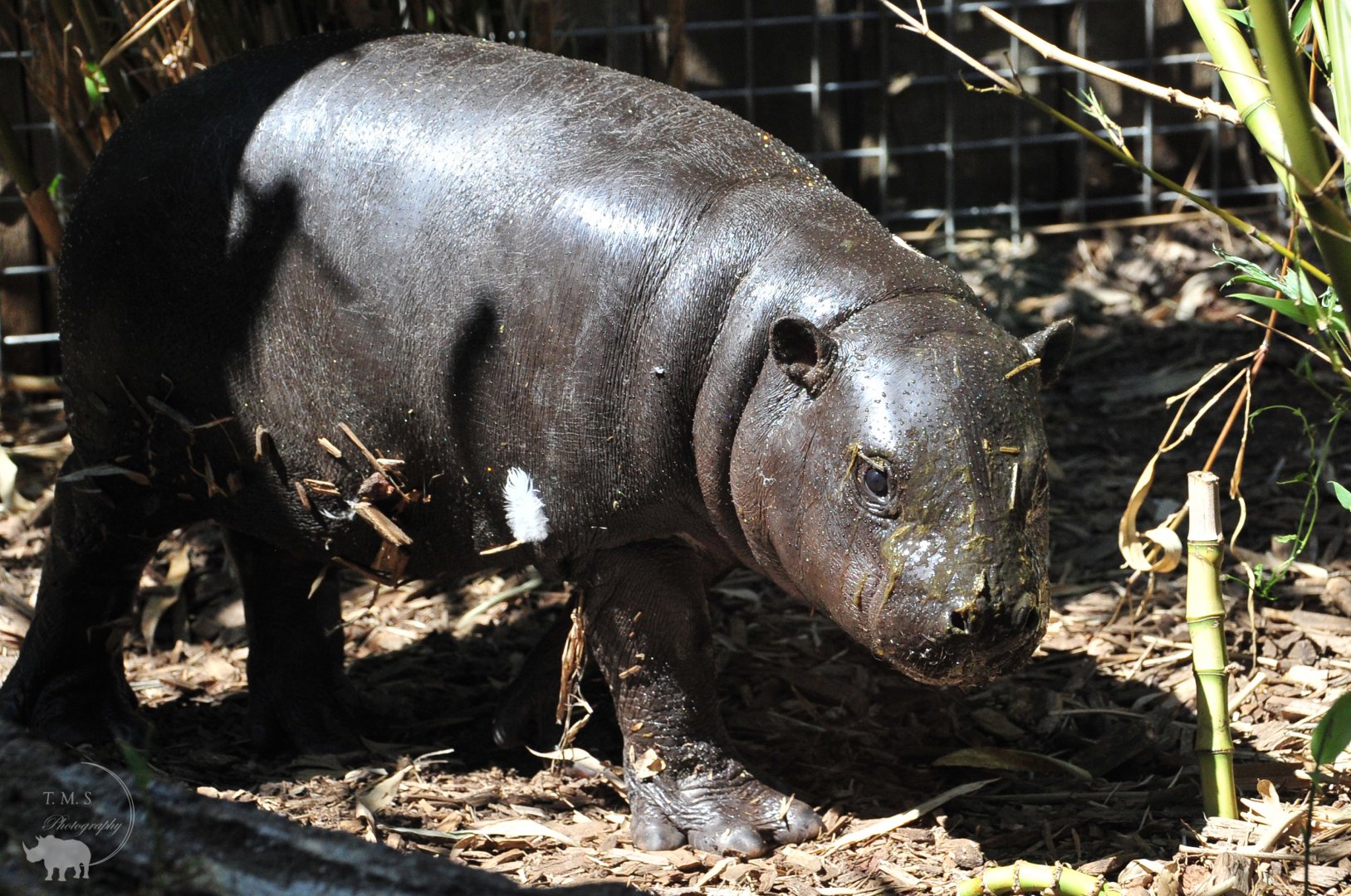 Baby Hippo Outside