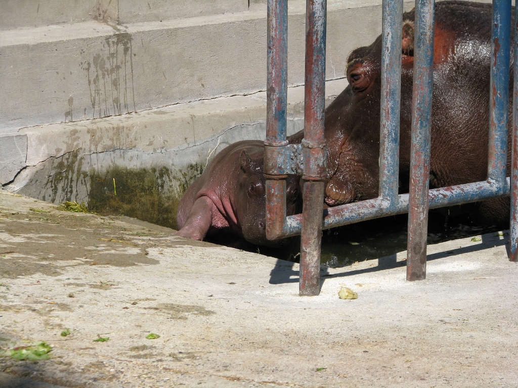 Baby Hippo Pushed Out Of The Pool1