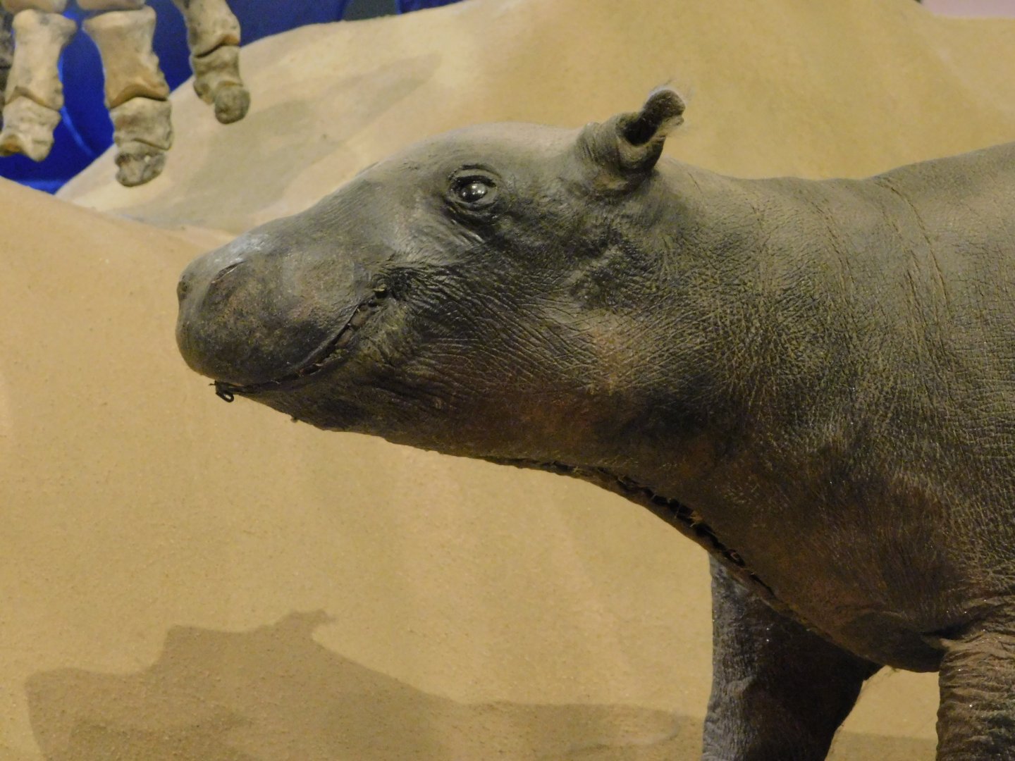 Baby hippo taxidermy - Museum of PUC Minas - Brazil
