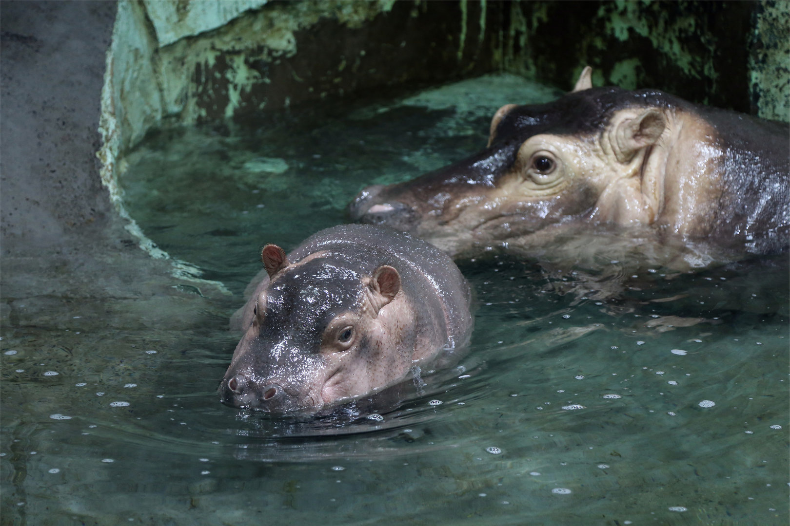 Baby Hippo with Mom