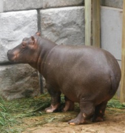 baby hippo