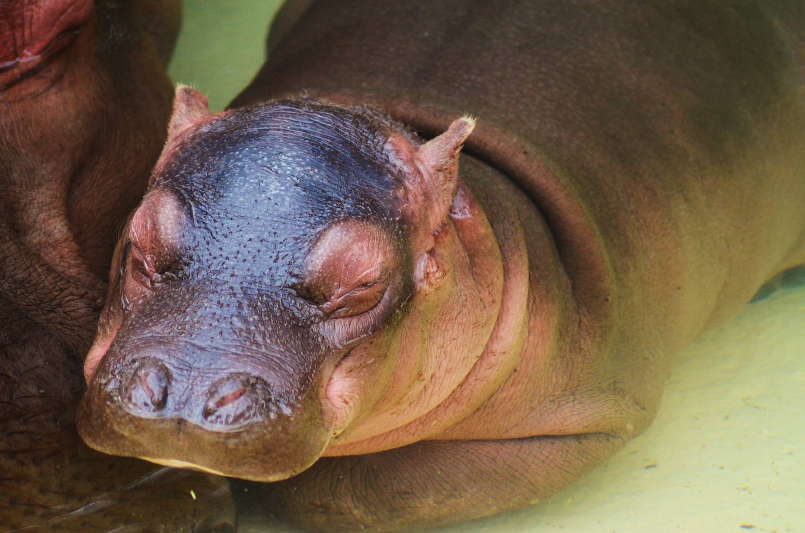 Baby Hippo