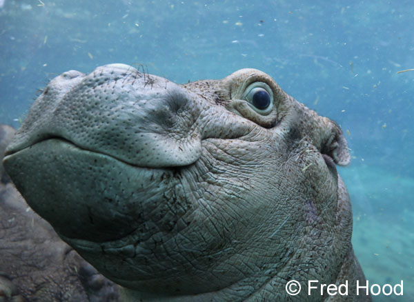 baby hippo