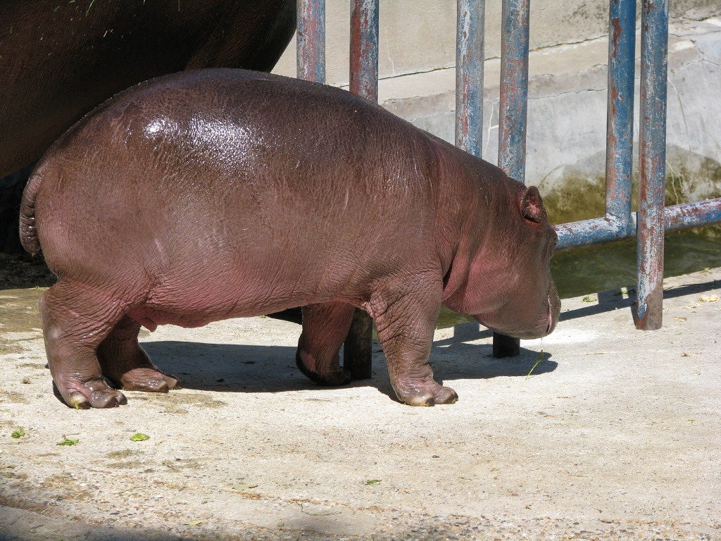 Baby Hippo1