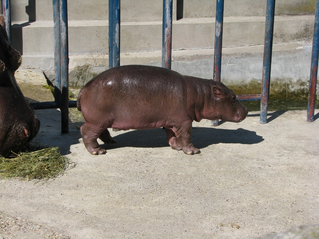 Baby Hippo2
