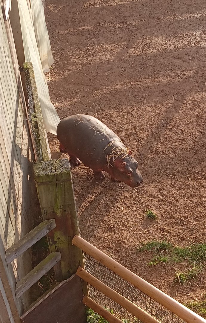 BABY HIPPOPOTAMUS!