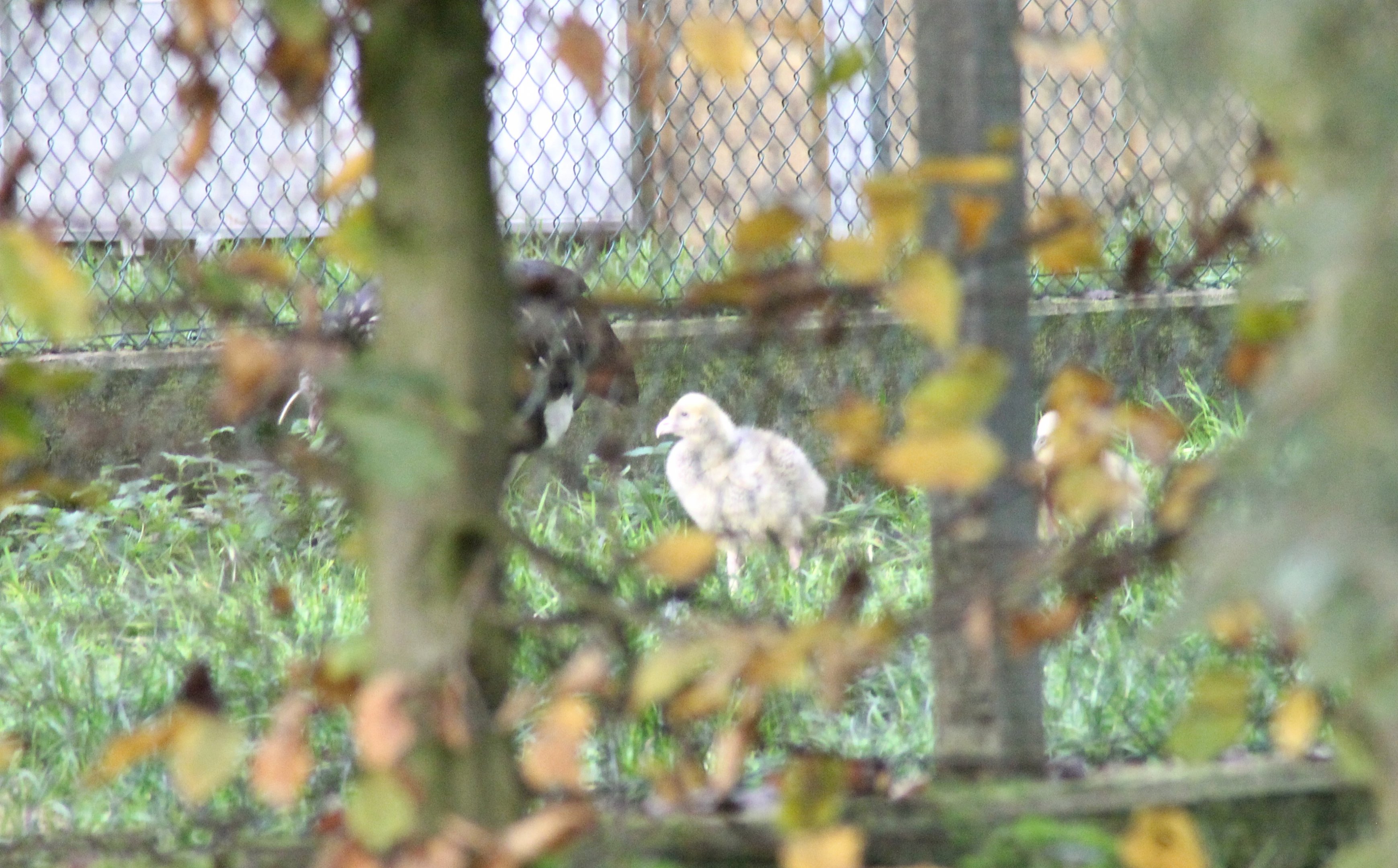 Baby Horned screamer (Anhima cornuta)