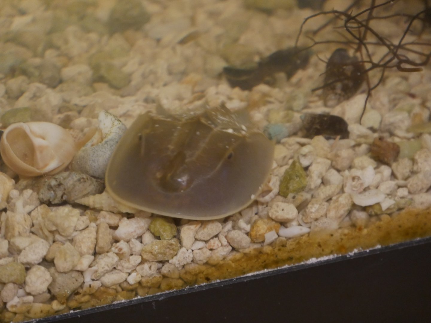 Baby horseshoe crab