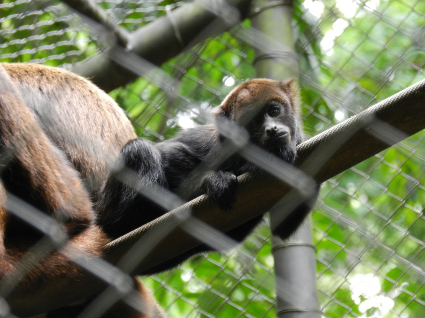 Baby howler monkey - Belo Horizonte zoo