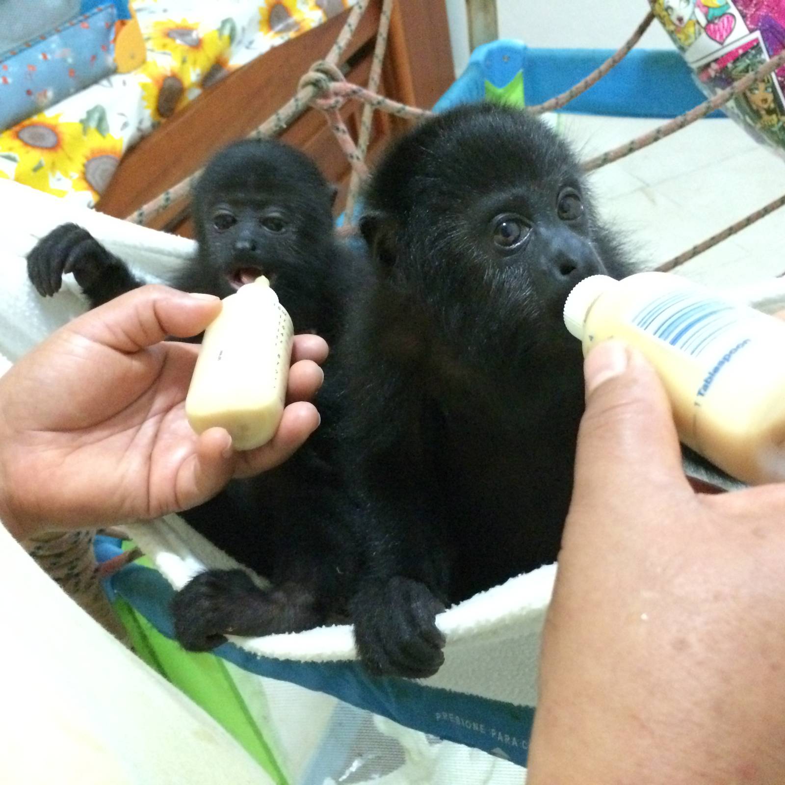 Baby Howler monkeys