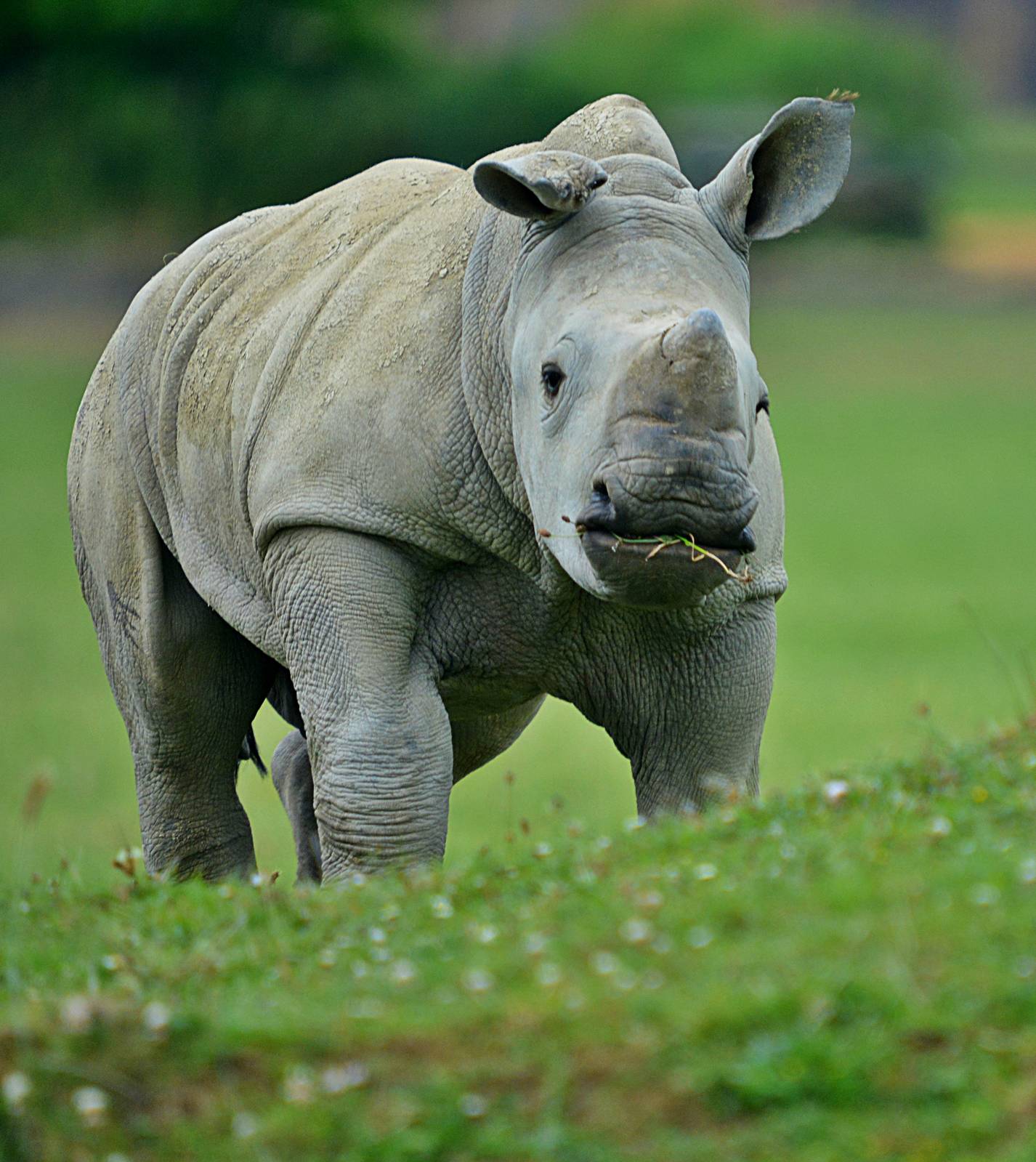 Baby Ian- White rhino calf