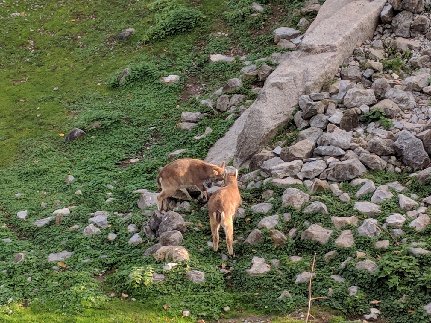 Baby ibexes chasing each other