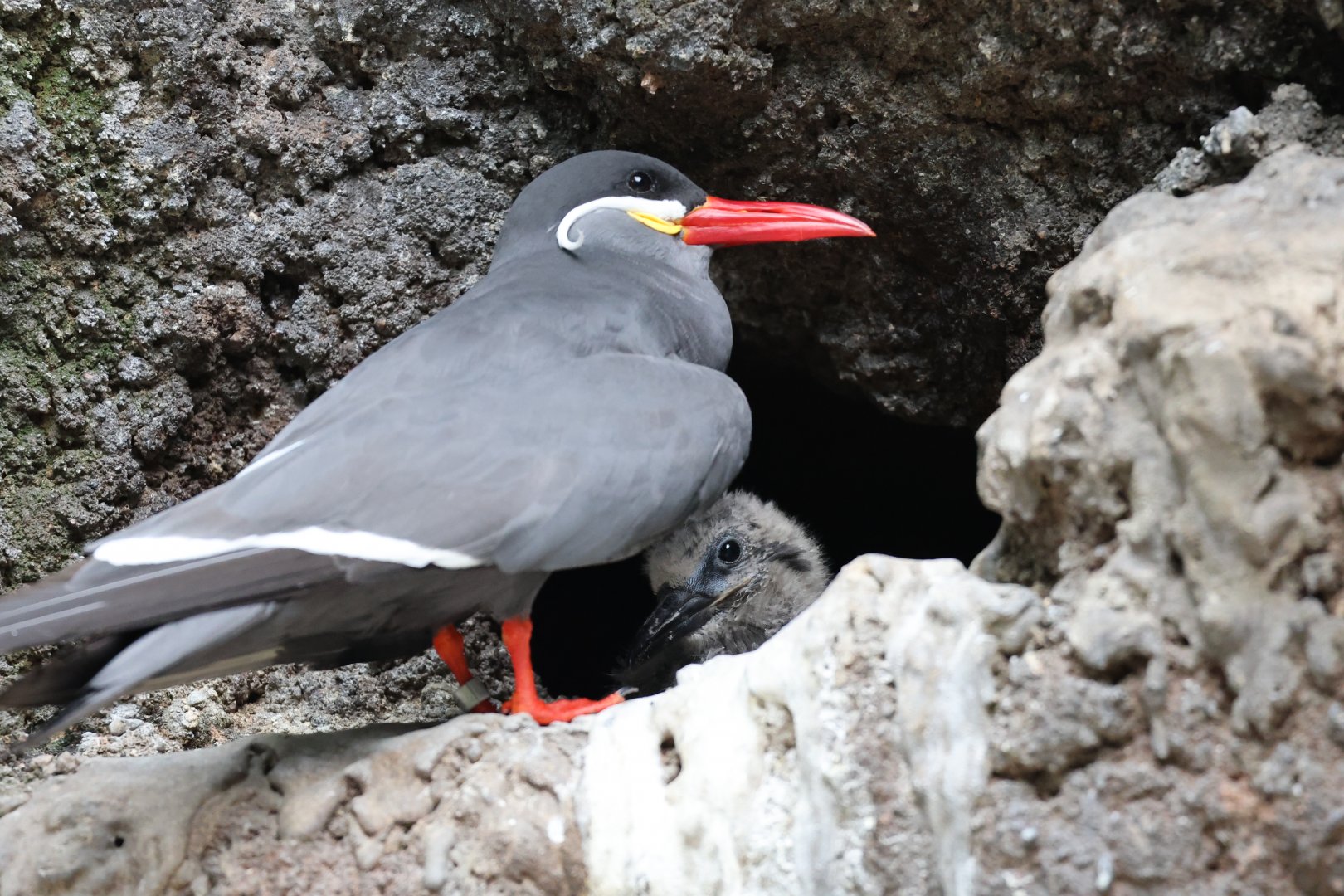 Baby inca tern (Larosterna inca) in Aquatic Birds Outdoor Aviary