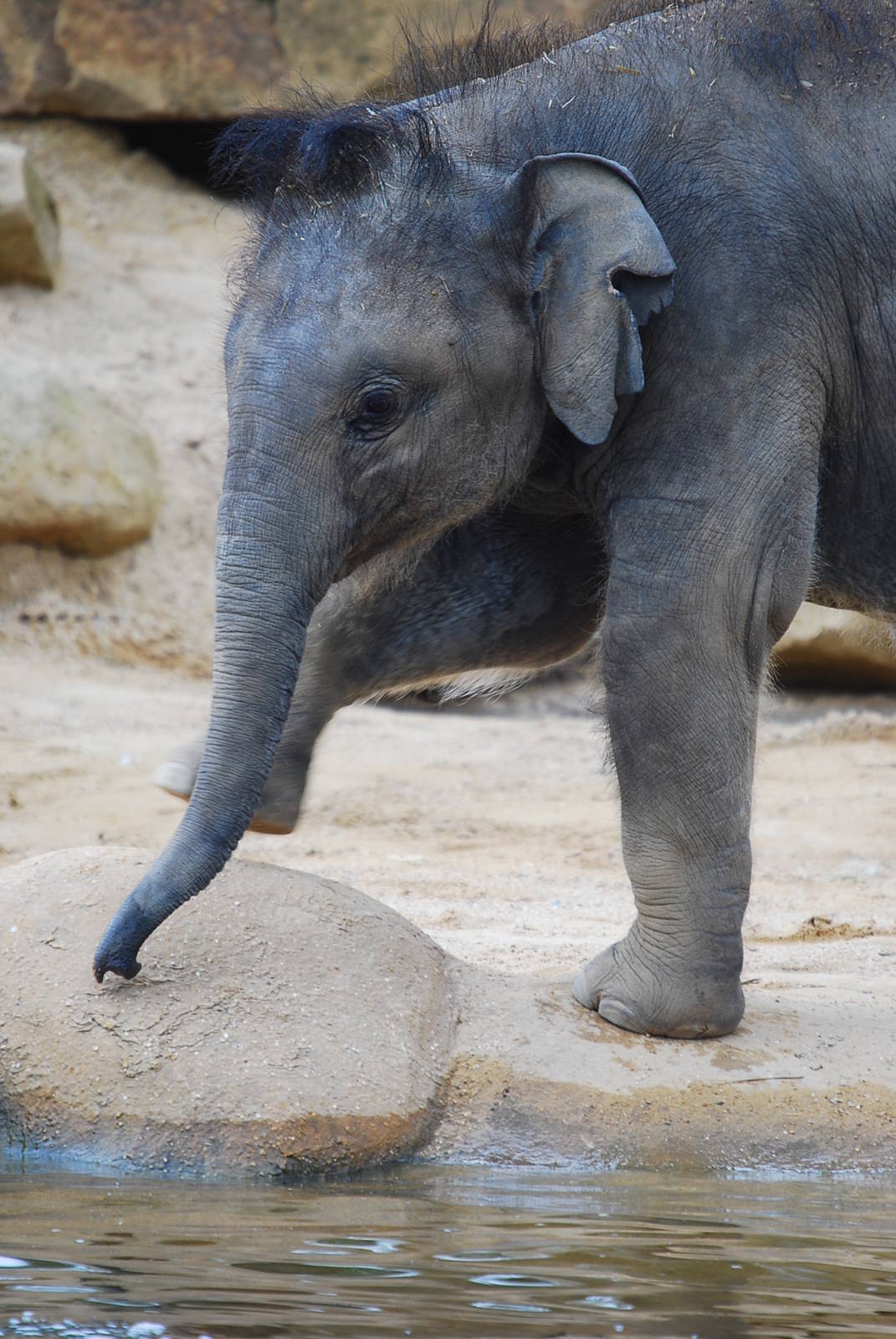 Baby Indian Elephant