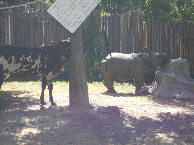 Baby Indian rhino and Ankole calf