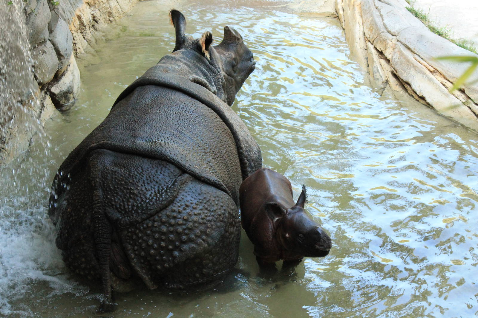Baby Indian Rhino